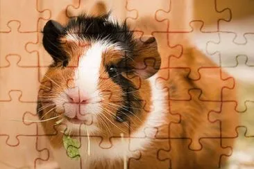 animales