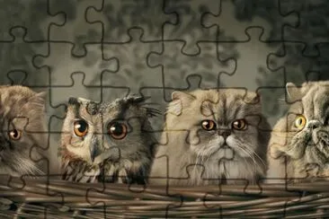 animales jigsaw puzzle