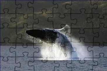 animales jigsaw puzzle