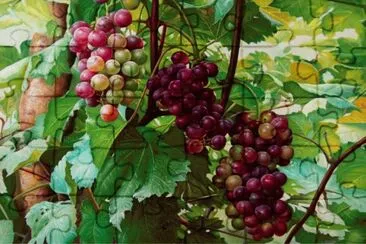 Frutas