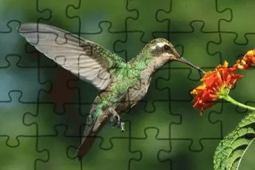 animales jigsaw puzzle