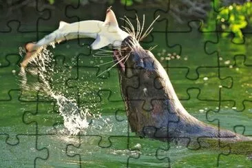 animales jigsaw puzzle