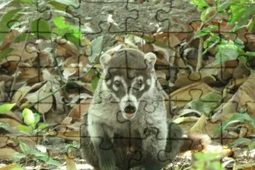 animales