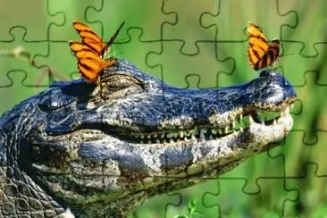 animales jigsaw puzzle