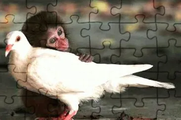 animales jigsaw puzzle