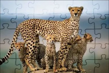 animales jigsaw puzzle