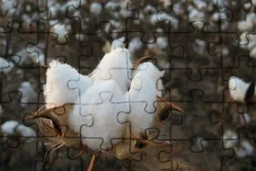 animales jigsaw puzzle
