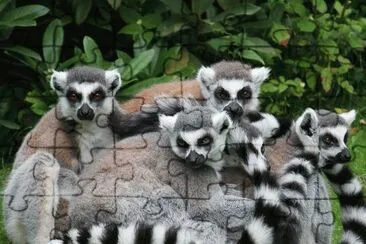 animales jigsaw puzzle