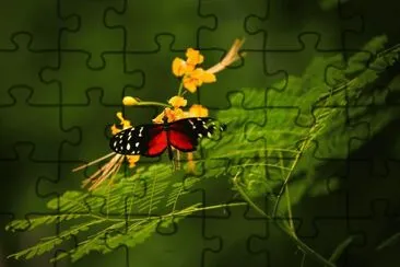 campo jigsaw puzzle