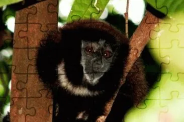 animales jigsaw puzzle
