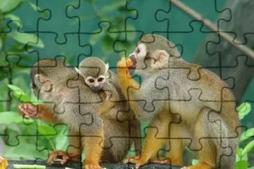animales jigsaw puzzle