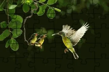 animales jigsaw puzzle