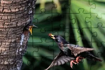 animales jigsaw puzzle