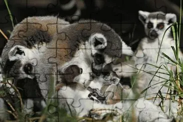 animales jigsaw puzzle