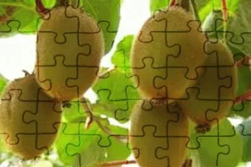 FRUTAS jigsaw puzzle