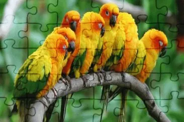 PASSAROS jigsaw puzzle