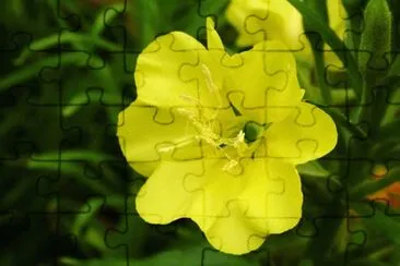 onagre jigsaw puzzle