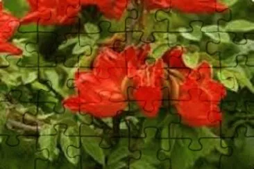 FLORES