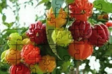 FRUTAS