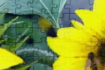 FLORES jigsaw puzzle