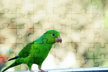 PASSARO jigsaw puzzle