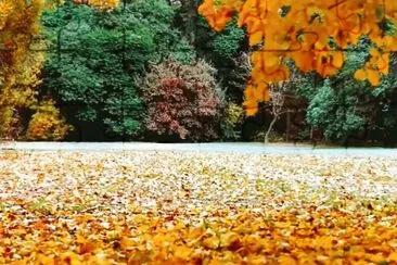 autumn-80