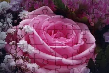 Rosas 8