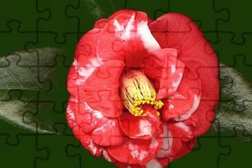 camelia
