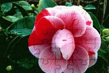 camelia jigsaw puzzle