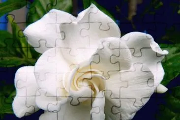 gardenia jigsaw puzzle