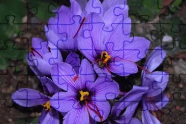 flores jigsaw puzzle