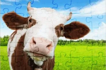 vaca jigsaw puzzle