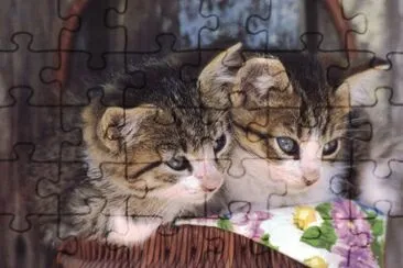 gatets jigsaw puzzle