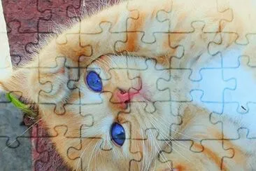 animales jigsaw puzzle