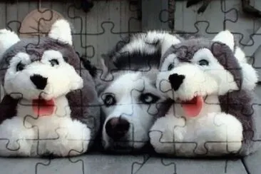 animales jigsaw puzzle
