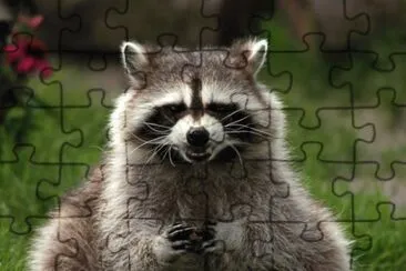 animales jigsaw puzzle