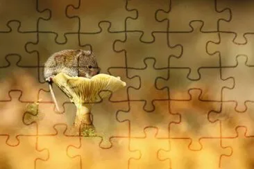 פאזל של animales