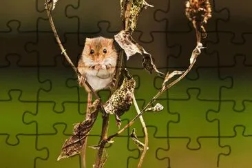 animales