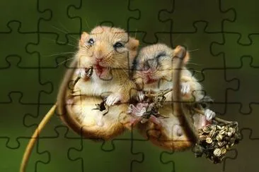 animales