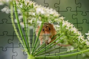 פאזל של animales