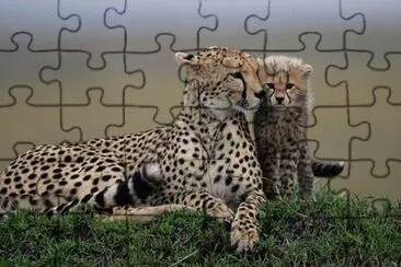 animales jigsaw puzzle