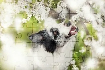 animales jigsaw puzzle