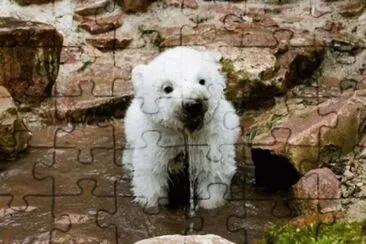animales