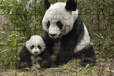 animales