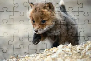 animales