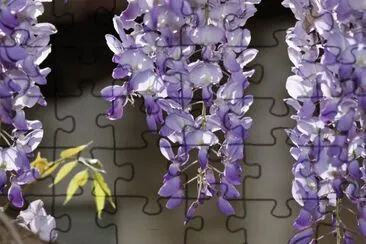 glycine