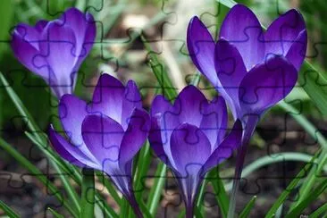 colchiques jigsaw puzzle