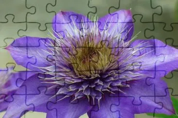 Clematis jigsaw puzzle