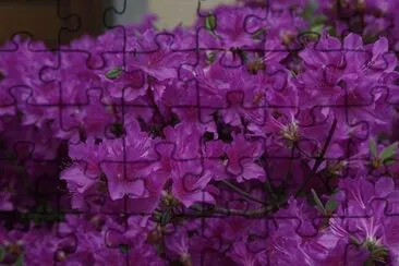 azalÃ©e jigsaw puzzle