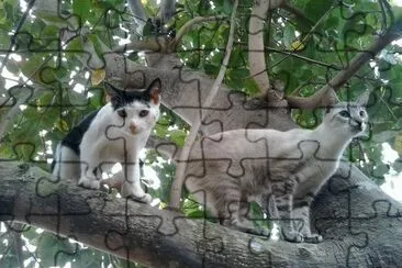 Gatos na Árvore